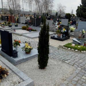 výsadba3