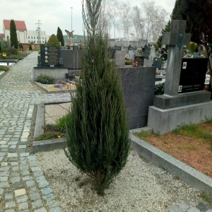 výsadba4